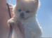 Toy Pomeranian 11months boy