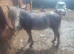 Welsh type gelding