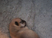Boy chihuahua