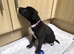 Cute pups for sale