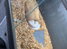 Corn snake