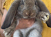 Beautiful Quality French Lops
