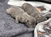 Pure Blue Staffordshire Bull Terrier Pups!