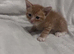 4 playfull kittens