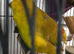Kakariki's handtame kakariki hens