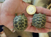 Baby horsefield tortoises for sale