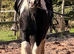 Heavy cob mare