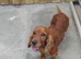Cocker Spaniel Dog in Northern Ireland