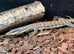 Kimberley rock monitor