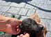 Dachshund puppies ready to leave their mother