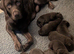 KC Chocolate Labradors