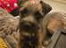Border terrier bitch