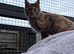 TICA registered Maine coon