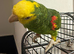 Double yellow headed amazon male