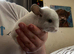 White chinchilla boy