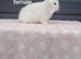Beautiful purebred mini lop ready to leave