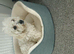 Bichon for sale