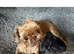 Tea cup shipoo for sale