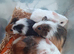 4 gorgeous baby boy guinea pigs