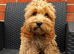 5 months old cockapoo boy