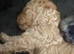 Covapoo pups for sale