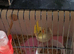 2 young cockateils mostly white just little grey bits+grey/white