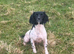English Springer spaniels