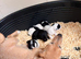 Lovely Jack Russell puppies for sale, 2 girls left! Ready 25th September!