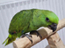 Stunning hand reared baby yellow naped amazon