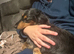 4 year old miniature Dachsound female