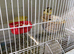 57+ Canary Birds, Goldfinches & Complete Breeding Setup for Sale – £2,000