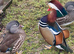 Mandarin ducks