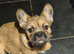 Wired hair french bulldog