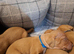 Champion Bred Hungarian Vizsla Puppies 0.9% COI 5 Generation KC Registered