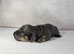 Gorgeous Miniature Dachshunds