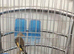 2026 Grey pate goldfinches
