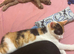 Beautiful Calico Cat Callie