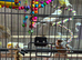 Good quality canaries