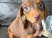 Amazing choc and tan miniature dachshund