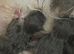 Mink ragdoll kittens born today