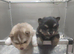Pomsky Puppy's are ready to leave now
