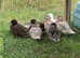 Silver Appleyard Call Duck pair