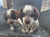Cocker spaniels