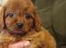 Cavapoo Puppies Red ️️ last boy!!