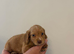 Cocker spaniel puppies