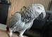 Male African grey