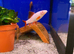Albino Rainbow Shark (Epalzerhynchos bicolor)