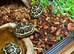 Leopard Tortoises-Stunning  RARE HIGH WHITE Hatchlings