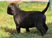 KC REGISTERED STAFFORDSHIRE BULL TERRIERS