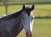 16hh+ TB mare 3 years untraced/ unbacked